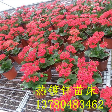 <a href='/' target='_blank'><a href='http://www.zgxzb.com.cn/miaochuangsheshi/203.html'target='_blank'>花架網(wǎng)</a></a> <a href='/' target='_blank'><a href='http://www.zgxzb.com.cn/miaochuangsheshi/203.html'target='_blank'>花架網(wǎng)</a></a>