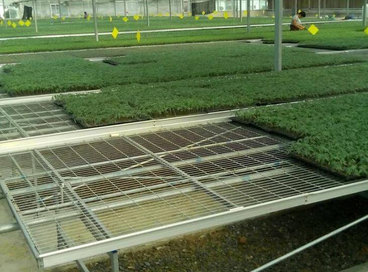 1564975161522814.jpg <a href='http://www.zgxzb.com.cn/miaochuangsheshi/199.html'target='_blank'><a href='http://www.zgxzb.com.cn/miaochuangsheshi/199.html'target='_blank'><a href='http://www.zgxzb.com.cn/miaochuangsheshi/199.html'target='_blank'>育苗床</a></a></a>.jpg