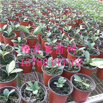 <a href='/' target='_blank'>溫室苗床</a> <a href='/' target='_blank'>溫室苗床</a>