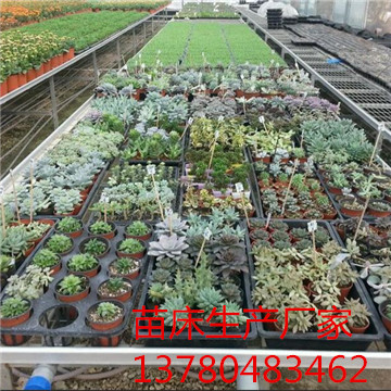 <a href='/' target='_blank'><a href='/' target='_blank'>溫室苗床</a>網(wǎng)</a> <a href='/' target='_blank'><a href='/' target='_blank'>溫室苗床</a>網(wǎng)</a>