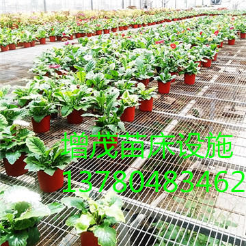 移動(dòng)<a href='/' target='_blank'>苗圃網(wǎng)</a> 移動(dòng)<a href='/' target='_blank'>苗圃網(wǎng)</a>